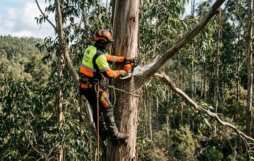 Desramação e poda de árvores florestais até 4 metros