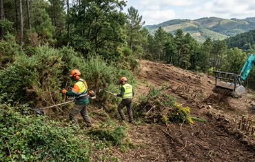 Remoção de silvas, giestas e plantas infestantes