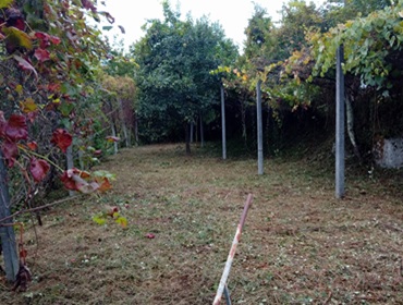 Limpeza de terreno em Fafe, Braga
